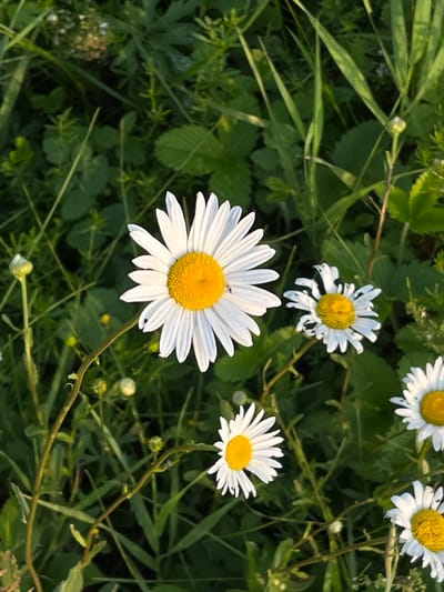 This media file captures a close-up, eye-level view of several white daisies with yellow centers, interspersed with lush green grass and foliage. The scene is set in a natural environment, likely a meadow or field, with the predominant colors being white, yellow, and various shades of green. The focus is on the flowers, with the largest daisy positioned prominently in the foreground, its petals slightly parted and its yellow center detailed. Smaller daisies are scattered throughout the frame, some in full bloom and others appearing more wilted or in bud. The lighting suggests it might be late afternoon or early evening, with a warm, soft glow illuminating the petals. There are no people or animals visible in the frame. The setting, Kutlu-Bukash, Russia, provides geographical context. The overall impression is one of natural beauty and tranquility, a snapshot of a peaceful outdoor scene.