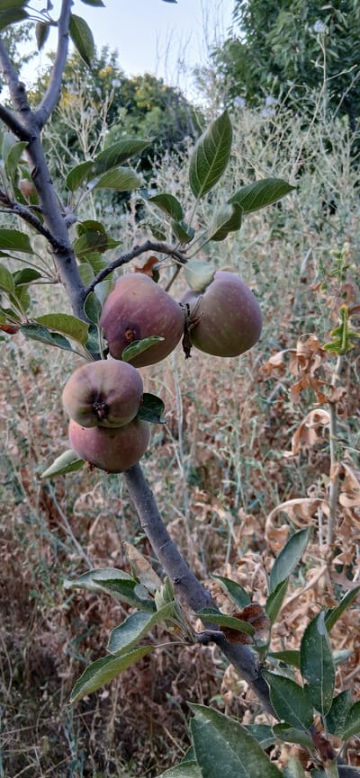In Charshanba, Uzbekistan, an apple tree branch displays a cluster of five small, unripe apples. The apples are a mottled reddish-green, with some showing signs of browning or damage. The branch itself is thin and gray, adorned with green leaves and some dry, brown foliage. The background consists of dry grass and scattered green bushes under a hazy sky.