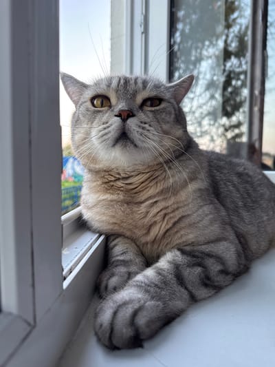 A close-up shot features a British Shorthair cat with grey tabby markings and yellow eyes, resting on a white windowsill. The cat is positioned in the foreground, looking directly at the camera with its paws crossed. Outside the window, a blurry background shows a bright sky with some trees and foliage, suggesting an outdoor environment. The image is taken in Lysaya Gora, Russia.