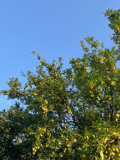 This is a medium-angle, low-saturation, outdoor shot of a plum tree laden with fruit, set against a clear blue sky. The branches and leaves of the tree occupy the right and upper portions of the frame, creating a dense canopy. The plums are predominantly yellow-green, with a few appearing reddish, indicating they are likely ripening. The sunlight suggests it is daytime, and the clear sky implies fair weather. The image was taken in Totleben, Bulgaria. There is no text visible in the image.