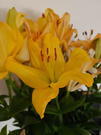 This media file is a close-up photograph of a bouquet of bright yellow lilies. The flowers are the central focus, with their large, vibrant petals and dark orange stamens clearly visible. The lighting suggests an indoor setting, as there are no shadows indicating direct sunlight. The background is a plain, light-colored wall, which further emphasizes the flowers. The leaves of the lilies are a deep green, providing a contrast to the yellow blooms. Some of the lilies appear to be in full bloom, while others are still partially closed or beginning to wilt, indicating a natural progression of flowering. The overall impression is one of natural beauty and a touch of domestic arrangement, likely a bouquet displayed in a home or for a special occasion. There is no visible text in the image. The location context provided suggests this image was taken in Freiburg im Breisgau, Germany, but there are no specific visual cues within the image to confirm this.