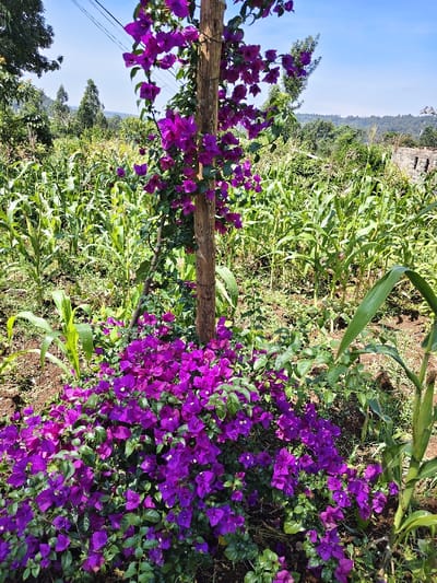 This image depicts a rural agricultural scene in Kaplerartet ward, Kenya. In the foreground and central frame, a vibrant purple bougainvillea plant is shown, densely covered in purple bracts and green foliage, growing around the base and climbing a weathered wooden utility pole. Scattered small white flowers are visible within the purple bracts. The area immediately surrounding the bougainvillea and pole consists of exposed dark soil. Extending into the midground and background is a field of young, green maize (corn) plants, varying in height. Beyond the field, a hilly landscape is visible, covered with trees and vegetation under a clear, bright blue sky. Overhead, utility wires are faintly discernible against the sky. No people or animals are present.