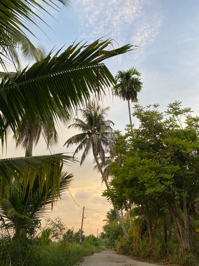 This image depicts a rural road in Kualajeumpa, Indonesia, under a cloudy sky with hints of sunset colors. Tall palm trees, some with coconuts, and lush green foliage line the dirt road, which curves into the distance. A single utility pole with wires is visible on the right side of the road. In the foreground, a small dog can be seen walking on the road. The overall scene is peaceful and natural, characteristic of a tropical countryside.