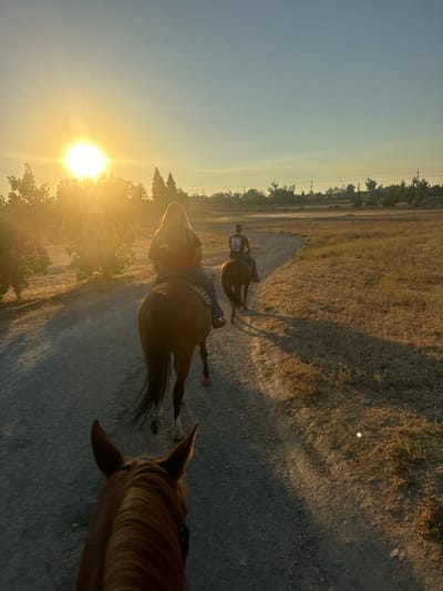A forensic examination of the image reveals a scene of horseback riding at sunset or sunrise on an unpaved trail in Rancho Murieta, United States. The photo is taken from the perspective of a third rider, showing the head and ears of a brown horse in the immediate foreground. Ahead, two individuals are riding horses in single file.
The first visible rider, positioned closer to the camera, is a female with long blonde hair, wearing a red top and blue jeans, seated on a brown horse. This horse has a dark mane and tail, and a pink protective boot is visible on its right rear hoof. Further ahead, a second rider, appearing male with short dark hair, is wearing a dark t-shirt and jeans, mounted on a darker brown horse. Both visible riders face away from the camera, proceeding along a light-colored, gravelly dirt path that curves gently to the right.
The environment is characterized by dry, golden-brown fields of grass and sparse vegetation on the right side of the path. To the left, silhouetted against the sun, are trees and bushes. The sun is low on the horizon, positioned brightly on the left side of the frame, casting long shadows across the path and field to the right. The sky transitions from a brilliant yellow-orange near the sun to a pale blue further overhead. In the distant background, a line of trees and utility poles or power lines are discernible. The overall scene depicts an outdoor equestrian activity in a semi-rural setting.