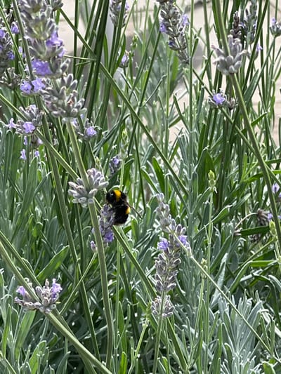 A close-up, high-detail forensic image depicts a large, fuzzy black and yellow bumblebee positioned mid-frame on a flowering lavender plant. The bee is oriented downwards on a single lavender flower spike, its legs appearing to interact with the small, light purple florets, consistent with foraging activity. The scene is dominated by numerous slender, grey-green lavender stems and buds, with multiple flower spikes, some partially bloomed, surrounding the bee. The lighting is bright and natural, indicating an outdoor environment. The background is a softly blurred continuation of dense lavender foliage. No human presence is observed. This scene is located in an outdoor garden or cultivated area within the Cherwell District, United Kingdom.