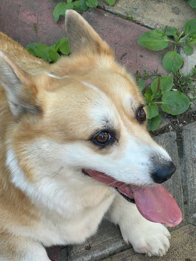 This is a close-up, eye-level shot of a light brown and white Corgi dog lying on a textured surface composed of concrete slabs and brickwork, with green vegetation growing between the cracks. The dog's head is the primary focus, with its tongue lolling out to the right. The dog's fur is fluffy, with distinct tan markings on its head and ears, and white fur around its muzzle and chest. Its eyes are dark brown and appear to be looking upwards and to the right. The background shows more of the brick and concrete path, with some green leaves. The scene appears to be outdoors, possibly in a park or backyard, in Sosnoviy Bor, Russia. There are no humans visible in the image.
