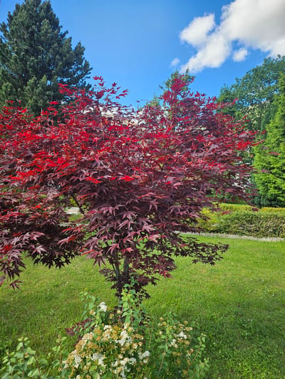 The image, captured in Ponte di Legno, Italy, is oriented ninety degrees clockwise and presents a picturesque outdoor garden scene under a bright, clear blue sky dotted with fluffy white clouds. The central focus is a stunning red-leafed tree or large shrub, possibly an Acer palmatum cultivar, occupying the left and central foreground. Its deeply lobed leaves display a vivid crimson hue, creating a striking contrast against the surrounding greenery.

To the right of this vibrant plant, a well-kept expanse of lush green grass extends towards the middle and background. In the lower right corner, a smaller green shrub adorned with clusters of delicate white flowers adds a touch of brightness. The background on the left features a tall, dark green coniferous tree, while a dense, lighter green hedge borders the garden further right. The scene is illuminated by the soft, even light of a sunny day, with no harsh shadows, suggesting a peaceful mid-day setting. There are no people or discernible activities taking place, and no visible text in the media. The overall impression is one of natural beauty and tranquility.