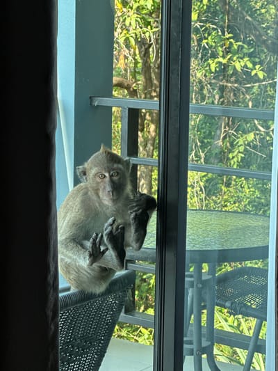 The image depicts an adult macaque, light brown to grey in fur, seated on a dark wicker-style chair on an outdoor balcony in Phra Ae, Thailand. The monkey is pressing its hands and feet against the clear glass pane of a sliding door or window, looking directly into the interior space from which the photograph was taken. Its eyes are round and observant. To the monkey's right, a dark metal-framed, frosted glass-top table and an accompanying dark chair are visible on the balcony. The balcony features a dark metal railing. Beyond the balcony, a dense backdrop of lush green foliage and trees is visible under natural daylight, indicating a verdant outdoor environment. The scene is framed by a dark curtain or wall on the left and a dark door frame on the right.