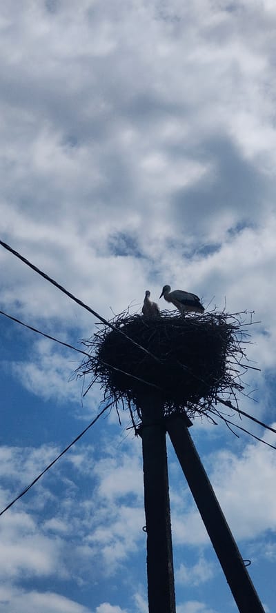 The image depicts a stork's nest situated atop a wooden utility pole against a cloudy blue sky. Two storks are visible within the nest; one adult and one juvenile. The nest is constructed from twigs and branches. Power lines are present in the foreground and background, crisscrossing the frame. The scene is set in the city of Malaya Listovka, Russia.