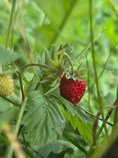 This media file is a close-up photograph of a wild strawberry plant in Frolovo, Russia. The main subject is a single, ripe wild strawberry, a vibrant red berry with visible seeds, nestled among green leaves. To the lower right, an unripe, pale yellow wild strawberry is partially visible, also surrounded by foliage. The background is a blur of green, indicating a natural outdoor setting, likely a field or forest edge, with soft lighting suggesting daytime. The focus is sharp on the ripe strawberry and its immediate surroundings, highlighting the texture of the berry and the veins of the leaves. The image conveys a sense of natural abundance and the subtle beauty of wild flora. There is no visible text in the image.