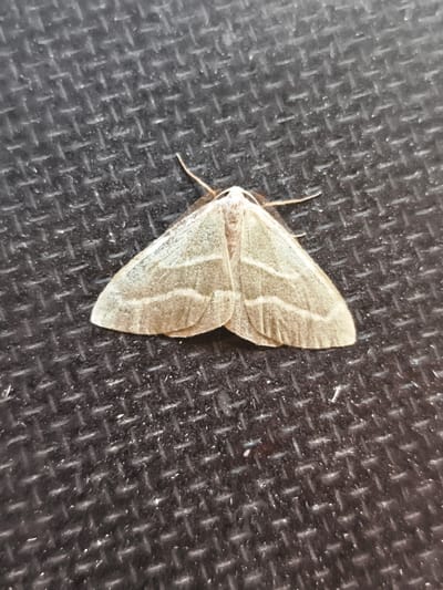 A light brown moth with intricate darker brown markings on its wings is resting on a dark, textured surface. The surface appears to be a black, diamond-plate material, possibly a metal grate or a textured mat. The moth is positioned in the center of the frame, with its wings spread open. The lighting is overhead, casting subtle shadows. No people or identifiable landmarks are present in the image. The scene does not provide any information to place it in Triberg im Schwarzwald, Germany.