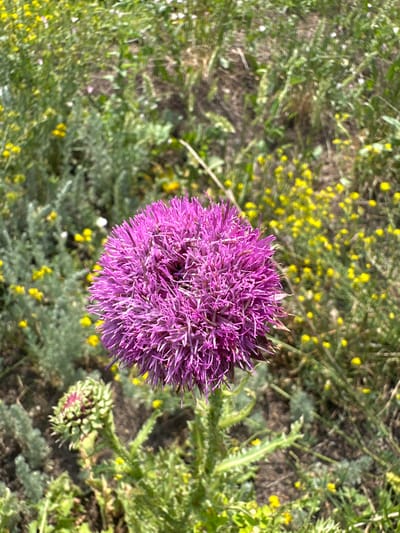 A close-up, eye-level shot features a vibrant purple thistle bloom in the foreground, dominating the frame. The flower's spiky petals are a rich, deep purple, creating a textured, spherical shape. Below and to the left of the main bloom, a smaller, unopened thistle bud is visible, showcasing its tightly packed green and pink scales. The background is a blur of green foliage, interspersed with small yellow wildflowers, suggesting a natural, uncultivated setting. The ground appears to be dry earth and scattered vegetation. The lighting indicates it is daytime, with sunlight illuminating the scene. The image appears to have been taken outdoors in a natural environment, possibly a field or a roadside in the vicinity of Қосшы, Kazakhstan. There are no people or animals present in the image.