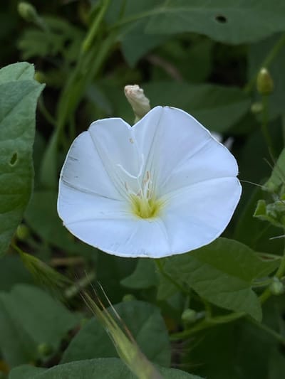 A white bindweed flower is in full bloom, its delicate petals unfurling against a backdrop of lush green foliage. The flower, with its trumpet-like shape and yellow stamen, is the central focus of the image. The surrounding leaves are various shades of green, some broad and smooth, others more textured and elongated. The scene appears to be in a natural setting, likely outdoors. There are no people or human-made objects visible in the image. The environment suggests a temperate climate, possibly during spring or summer. The location in Staromyshastovskaya, Russia, would imply a rural or suburban setting with abundant plant life.