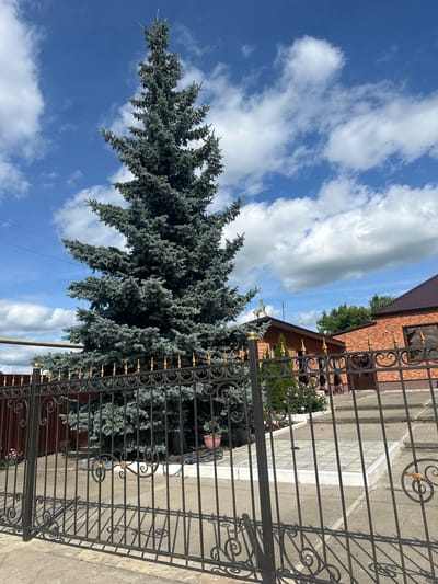 The image depicts an outdoor scene featuring a large, blue spruce tree prominently positioned in the foreground, partially obscuring a dark metal fence with decorative gold accents. Behind the fence, a brick building with a brown roof is visible, and a paved pathway leads up to its entrance. The sky is blue with scattered white clouds, and the overall lighting suggests a daytime setting. The scene is located in the city of Arkadak, Russia.