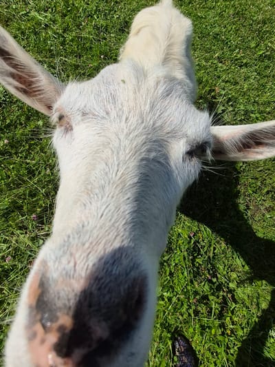 A close-up, overhead shot captures a white goat's face and head from the nose to its ears, set against a backdrop of lush green grass. The goat's snout, speckled with dark brown and tan markings, is prominently featured in the foreground, with its large, dark eyes visible on either side of its head. Long, pointed ears, also marked with dark spots, extend outwards, framing the animal's face. The goat's white fur, appearing somewhat disheveled, covers its head and neck. Shadows cast by the goat and its surroundings suggest it is outdoors in daylight. The grass is interspersed with small pink flowers and other low-lying green vegetation. A shadow of a human foot wearing a dark, patterned shoe is visible in the lower right corner of the frame. The image was taken in Sary, Russia.
