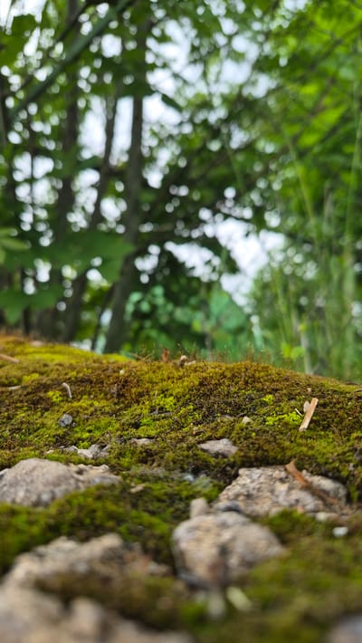 The image depicts a close-up view of moss-covered rocks in a natural setting, likely outdoors. In the foreground, rough-textured rocks are partially obscured by vibrant green moss. Small sprigs of drier vegetation and tiny white specks are interspersed within the moss. The background is significantly out of focus, revealing a blurry expanse of green foliage and tree trunks, suggesting a forested area. The lighting appears to be natural, with dappled light filtering through the leaves, creating bright, circular bokeh effects. There are no people or any indications of human activity present in the scene. The location is specified as the city of Dagda, Latvia, implying this natural scene is within or near this Latvian city.