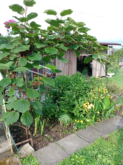The image depicts a garden scene with a prominent kiwi vine in the foreground, its large green leaves and red-stemmed branches extending across the frame. To the right of the vine, a bed of lush green plants is visible, interspersed with clusters of small yellow flowers and large green leaves belonging to another plant. A concrete path made of square tiles runs along the right edge of the garden bed. In the background, a beige-colored awning or canopy structure is present, with a glimpse of what appears to be a building or shed behind it. The overall environment suggests an outdoor setting, likely a residential garden, with elements of natural flora and man-made structures. There are no people or animals visible in the image. The location of Khwap, Abkhazia is not discernible from the visual information provided in the image.