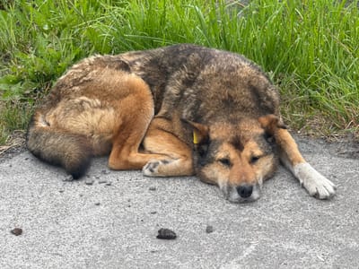 A medium-sized dog with brown and black fur is sleeping on a gray asphalt surface. The dog is lying on its side with its head resting on the ground. Its eyes are closed, and its body is curled up. The dog has a yellow tag on its left ear. Behind the dog, there is a patch of green grass. The scene appears to be outdoors in an urban or semi-urban environment, potentially in the city of Kuril'sk, Russia, given the context. The asphalt is textured and shows signs of wear. Small pebbles and debris are scattered on the surface around the dog. The lighting suggests it is daytime, with diffused light indicating possible overcast conditions. There are no people visible in the image, and the dog appears to be alone.
