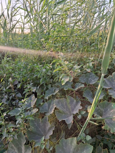 In Ko`kdala, Uzbekistan, this image captures a close-up view of dense vegetation under natural daylight. The scene is dominated by various green plants, with a particular focus on large, broad leaves in the foreground that appear to be part of a pumpkin or squash plant. Interspersed among these are smaller, leafier plants with delicate white flowers and dark, berry-like fruits, possibly nightshade. Tall, thin grasses or reeds form a backdrop, their long green stalks reaching upwards and partially obscuring the sky, which is a pale, hazy blue. The ground beneath the foliage is a dark, earthy brown. A thin, vertical green stalk, possibly a new shoot of a plant, is positioned prominently on the right side of the frame. A hazy mist or spray is visible in the mid-ground, suggesting recent watering or application of a substance. The overall impression is one of a wild or cultivated garden area, possibly an agricultural field or a natural overgrown space.