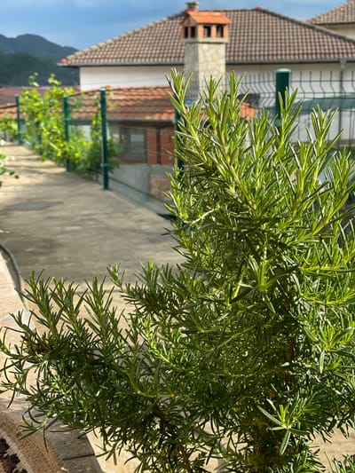 A close-up shot shows a vibrant rosemary bush with needle-like leaves in the foreground. The background reveals a residential scene in Zhaltusha, Bulgaria. A light-colored stone or concrete pathway extends from the foreground, flanked by a green wire fence with climbing plants on the left. Beyond the fence, single-story houses with red-tiled roofs are visible. A chimney with a unique stone pattern is also visible. The sky is a light blue hue.