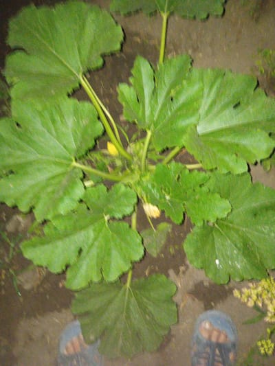 This is a top-down, medium shot of a zucchini plant with large green leaves, a yellow flower, and bare earth. In the foreground, two blue and brown sandals are visible, suggesting a person is standing over the plant. The scene appears to be outdoors, possibly in a garden, with a rustic or unkempt appearance. The lighting is dim, indicating it may be evening or a shaded area. There is no discernible specific location in Dubossary, Moldova, beyond what can be inferred from the general appearance of a garden.