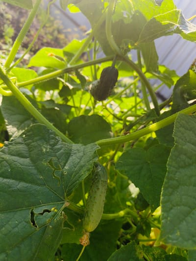 The image depicts a close-up view of cucumber plants growing in what appears to be a garden. Several cucumbers are visible, some still developing and others more mature. The leaves are green and healthy, although some show signs of damage. The plants are supported by vines and stems, with sunlight filtering through the foliage, creating a dappled lighting effect. In the background, a blurry structure, possibly a fence or a greenhouse, can be seen, along with hints of other vegetation. The overall scene suggests a productive harvest in a rural or suburban setting. The mention of Ардатов, Russia is not visually supported by the image.