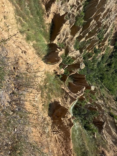 The image depicts the Stob Pyramids, a natural geological phenomenon located in the southwestern part of Bulgaria, near the village of Stob, Kyustendil Province. The scene captures a dramatic landscape of earth pyramids formed by erosion. The pyramids are composed of clay, sand, and gravel, with a lighter, more resistant layer of conglomerate on top that protects the softer material below from weathering.
The perspective is from above, looking down into a deep, eroded ravine. The dominant colors are earthy tones of brown and tan from the exposed soil and rock, contrasted with vibrant green vegetation. Grasses, shrubs, and small trees grow on the slopes and in the crevices of the pyramids. Small white wildflowers are scattered among the greenery in some areas. The sunlight casts shadows, highlighting the sculpted forms of the pyramids and creating a sense of depth and texture. The image is oriented vertically, rotated 90 degrees clockwise from a standard landscape orientation. No people or human activity are visible in the scene. The environment appears to be a natural, rugged landscape, shaped by the forces of nature.