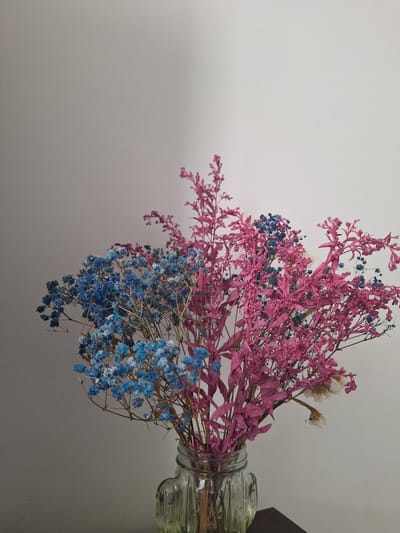 A close-up, waist-up shot shows a bouquet of dried flowers in a glass vase. The flowers are a mix of bright pink and light blue hues, with delicate, branching stems. The vase is clear and has a fluted design. The background is a plain, light-colored wall, with a subtle shadow cast on the left side. The lighting is soft and diffused, with the flowers appearing slightly textured and aged. The scene is set against a plain wall, indicating an indoor environment, possibly a home or studio. There is no indication of the city of Płock, Poland.