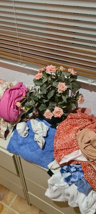 An indoor scene within a residence in el Campello, Spain, is depicted. The primary subject is a chest of drawers, light beige in color, with two visible drawer fronts. Resting on its surface, center-right, is a potted plant featuring numerous pink rose blooms and green foliage in a dark pot. To the plant's immediate left, a pile of pink fabric, possibly a scarf or blanket, rests atop other garments, one of which displays a floral pattern. In front of the plant, a blue towel is spread, with two white, crumpled socks positioned on it. To the right of the plant, a large pile of clothing is visible, including a red garment with a white speckled or polka-dot pattern, a beige folded item, and a lower pile consisting of blue, white, and other mixed-color fabrics, some appearing crumpled.

The background consists of a light-colored wall with a textured finish. Above the items, a white venetian blind with horizontal slats is partially drawn, obscuring a window. A white window sill is visible beneath the blinds. The lower left corner of the image reveals a portion of the floor, which is tiled with terracotta-colored square tiles. No individuals are present in the scene.