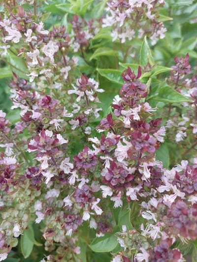 The image is a close-up, eye-level shot of blooming basil plants. The flowers are small and clustered, with a mix of light pink and dark purple hues. The basil leaves are visible in the background, appearing green and slightly out of focus. The lighting suggests an outdoor setting, possibly in a garden or natural environment. There is no indication of a city or specific location within Seeb Province, Oman, as the image focuses solely on the flora. No people or any other objects are present in the scene. The overall impression is one of natural beauty and a focus on botanical details.