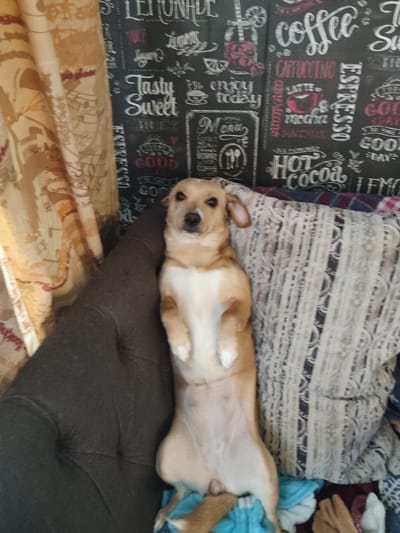 A light brown dog with white markings is lying on its back with its paws in the air. It is on top of a dark gray sofa, partially covered by a patterned blanket. The background features a dark wall with a repeating pattern of coffee-related text and images, such as "coffee," "espresso," and "hot cocoa." To the left of the dog and sofa, a patterned beige curtain is visible. The setting appears to be an indoor environment, likely a living room, with no indication of the specific location within Андрэеўшчынскі сельскі Савет, Belarus. The image quality is slightly blurred, making fine details difficult to discern.