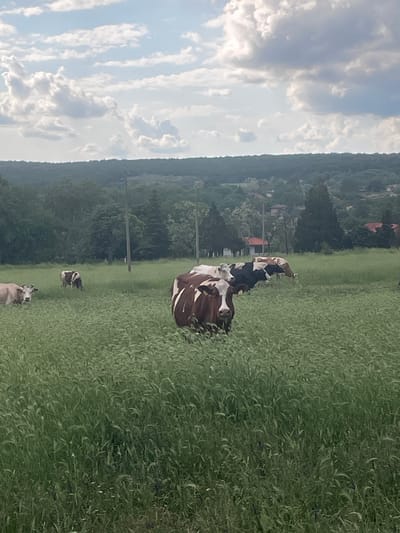 The image shows a field in Makariopolsko, Bulgaria, with several cows grazing in the grass. The background includes trees and a cloudy sky. Overhead power lines are visible.