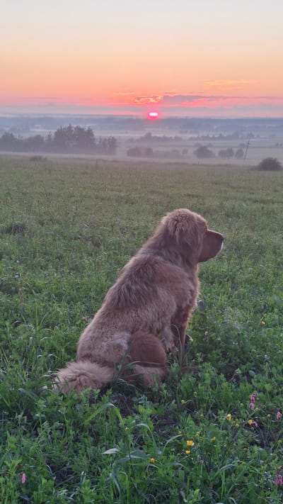 A large, fluffy, golden-brown dog sits facing right in a grassy field at sunrise. The dog's back is to the camera, and it is looking towards the horizon. The sun is low in the sky, casting a pink and orange glow. There is a light mist over the landscape in the distance, obscuring some of the trees and fields. The foreground is filled with green grass and small yellow and pink flowers. The image appears to be taken in a rural area. The location of Kaporskoe, Russia, is not explicitly depicted in the image; this is a general landscape scene.