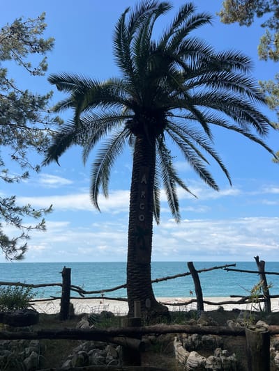A tall palm tree stands prominently in the foreground, its fronds spread wide against a bright blue sky dotted with wispy white clouds. Carved into the trunk of the palm tree are the letters "ARGO" vertically. Behind the palm tree, a rustic wooden fence, constructed from rough-hewn branches, separates the viewer from a pebble beach and the calm, turquoise sea. The beach stretches out to the horizon, meeting the sky in a soft blend of blues. Pine trees frame the scene on the left and right sides, their branches reaching towards the center. The overall setting is a serene coastal view, likely a park or recreational area in Pitsunda, Abkhazia, given the presence of palm trees and the distinct pebble beach.