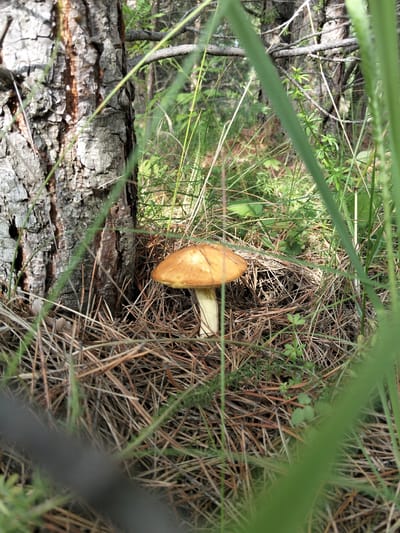 A single mushroom with an orange cap and a pale stem grows amongst pine needles and grass next to a tree trunk. The scene is in a forest environment.