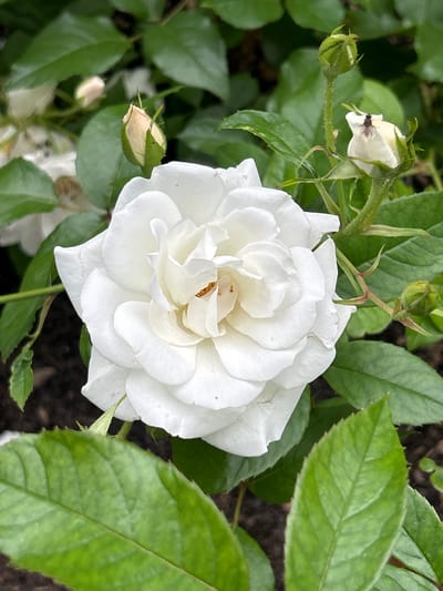 A close-up, eye-level shot shows a fully bloomed white rose in focus, its layered petals forming a delicate spiral. The rose's center reveals a hint of yellow stamens. Surrounding the rose are several unopened buds, some tinged with pale pink, and lush green leaves, some appearing slightly out of focus. The background is a blur of more greenery and dark soil. The image was captured in Mount Royal, Canada.