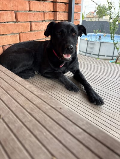 A black dog with its mouth open lies on a wooden deck in Krtsanisi, Georgia. The dog is facing forward, with its front legs extended. Behind the dog, a brick wall is visible to the left, and a swimming pool with people in it is in the background. String lights hang above the pool area. The scene appears to be an outdoor residential setting.