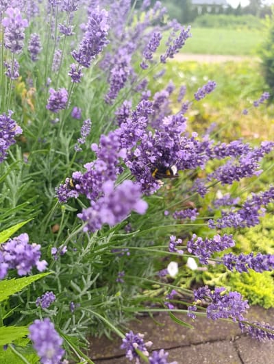A close-up, eye-level shot captures a vibrant patch of lavender flowers in bloom, with a bumblebee actively foraging among the purple blossoms. The lavender is lush and dense, with numerous spiky flower stalks and feathery green foliage. Some of the leaves are glistening with water droplets, suggesting recent rain. In the mid-ground, a second bumblebee is also visible on a flower. The background is a soft blur of green foliage and a hint of a path or gravel, suggesting an outdoor garden setting. The image's composition focuses on the intricate details of the flowers and insects, creating a sense of natural beauty and activity. The scene appears to be a garden in the village of Prusy, Poland, a place known for its rural charm and agricultural landscapes.