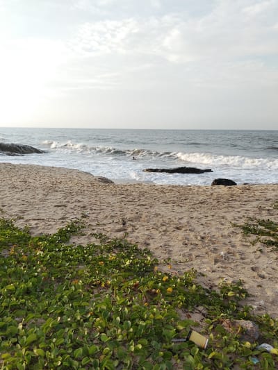 The image depicts a serene beach scene in Phú Thủy, Vietnam. The foreground is dominated by a sandy beach covered with lush green vegetation, interspersed with some yellow flowers and scattered debris. The sand shows footprints, indicating recent human activity.
The middle ground features the ocean with gentle waves breaking on the shore, creating white foam. There are several dark, weathered rocks protruding from the water, with one prominent large rock in the center and smaller ones to its left. A solitary swimmer is visible in the water to the right of the large rock, appearing as a dark silhouette.
The background consists of the vast expanse of the ocean meeting the sky. The sky is overcast with a mix of light and dark clouds, suggesting a diffused light condition, possibly early morning or late afternoon. The overall atmosphere is peaceful and natural, with a hint of human presence and impact in the form of litter.