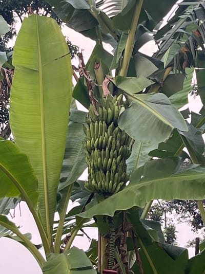 This image shows a bunch of green bananas hanging from a banana tree, with large green leaves surrounding the fruit. The background consists of other banana plants and trees, and a bright sky. The scene appears to be outdoors in a natural environment. There are no people visible in the image. Based on the provided context, this scene is located in Meteseh, Indonesia.