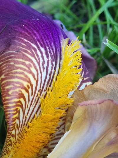 This is a close-up, macro photograph of the inside of an iris flower. The main subjects are the petals and stamen of the iris, with a blurred background of green grass.

The iris displays a striking pattern of deep purple and white stripes on its lower petals. The stripes are irregular and flowing, giving the petal a textured, almost marbled appearance. Emerging from the center of the flower is a cluster of vibrant yellow stamen, which appear soft and fuzzy due to their fine, hair-like structures. Behind the stamen and extending upwards are the softer, lighter petals of the iris, which transition from a pale yellow to a soft pinkish-purple at their edges. These petals have a delicate, almost translucent quality.

The background is a soft focus of green grass, suggesting the flower is outdoors. A thin blade of grass with a sharp tip is visible at the top left of the frame, providing a sense of scale and hinting at the natural setting.

The lighting appears to be natural daylight, possibly morning or afternoon, given the brightness and the way it illuminates the textures of the flower. There are no people or specific activities depicted; the focus is solely on the intricate details and vibrant colors of the iris. The overall mood is one of natural beauty and intricate detail, inviting the viewer to appreciate the delicate structure of the flower. There is no visible text in the image. The context provided places the scene in Žygaičiai, Lithuania.
