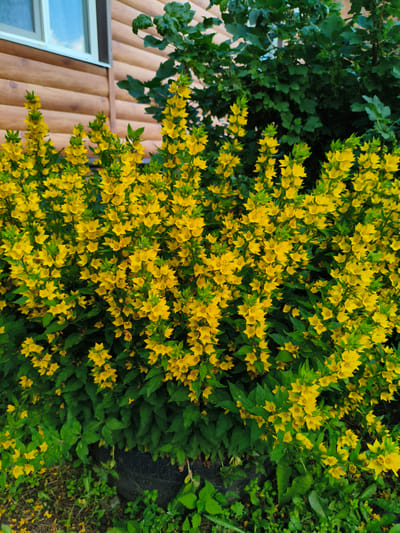 In the village of Munayka, Russia, a dense cluster of bright yellow flowers, identified as Lysimachia punctata (dotted loosestrife), dominates the foreground of this image. The flowers are arranged in tall, upright spikes, with many individual star-shaped blossoms open. Lush green foliage forms a backdrop to the blooms. To the left, a portion of a wooden building, constructed from horizontal planks, is visible, featuring a white-framed window. Behind the flowers, a darker green mass of leaves, possibly from a shrub or tree, adds depth to the scene. The ground at the bottom of the image is covered in a mixture of grass, small green plants, and scattered yellow petals. A dark, circular object, possibly a discarded tire, is partially visible amongst the greenery at the lower center. The overall impression is one of a vibrant, natural display set against a rustic, man-made structure.