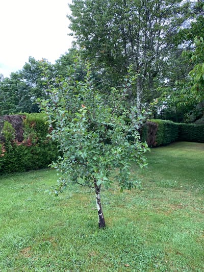The image captures an outdoor garden or yard scene, primarily featuring a young tree in the foreground and a manicured hedge and lawn extending into the background. The photo is rotated 90 degrees clockwise from its likely original landscape orientation.
In the foreground, a young deciduous tree stands with a dark trunk, showing some patches of white or grey lichen/moss, particularly towards the base. Its branches are covered with numerous green leaves, some appearing slightly glossy or wet. To the left and slightly behind this young tree, a larger, mature tree with dense green foliage and visible grey branches dominates the left side of the frame, its upper canopy extending out of view.
In the middle ground, a well-maintained, dark green hedge runs horizontally across the image. There are noticeable patches of brown, dead foliage within the hedge, suggesting some areas of stress or damage. Beyond the hedge, a verdant lawn covers the right side and background of the image. The grass is mostly green but shows variations in shade and texture, with some lighter green patches and a few scattered weeds or clover.
The sky, visible in the upper left quadrant, is bright white, indicating an overcast day or diffused sunlight. There are no harsh shadows, suggesting either an overcast sky or early morning/late afternoon light. No specific activity is taking place, and no people or animals are visible. There is no visible text in the image. The overall impression is a quiet, natural setting in Courpière, France, possibly after rain due to the appearance of some leaves.