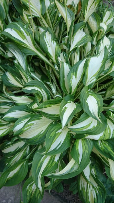 This is a close-up, top-down, full-frame photograph of a lush hosta plant with variegated green and white leaves. The plant is densely packed with large, ovate leaves that exhibit a naturalistic pattern of green margins and white centers. Some leaves show streaks and splashes of green within the white areas, and vice versa, creating a dynamic visual texture. The leaves are slightly curled and overlap, obscuring much of the plant's structure. The lighting appears to be natural daylight, casting subtle shadows that highlight the contours of the leaves. The background consists of dark soil and a hint of a gray, textured surface, likely a pathway or stone, at the bottom edge of the frame. The image provides no specific information about the city of Dvirets, Ukraine, or any people, actions, or interactions.