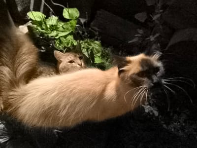 Two domestic cats are visible in a natural outdoor environment. The cat in the foreground is light brown with dark brown markings on its face and ears, and it is lying down, facing to the right of the frame. Its fur appears soft and fluffy. Behind and to the left of the foreground cat, another domestic cat, with tabby markings and lighter fur, is partially visible, also lying down and looking to the left. Green foliage is present in the background, suggesting a garden or park setting. The lighting is dim, creating shadows and highlighting the textures of the cats' fur. The image quality is moderately low, with some graininess. No specific location within Kashino, Russia, is identifiable from the visual information.