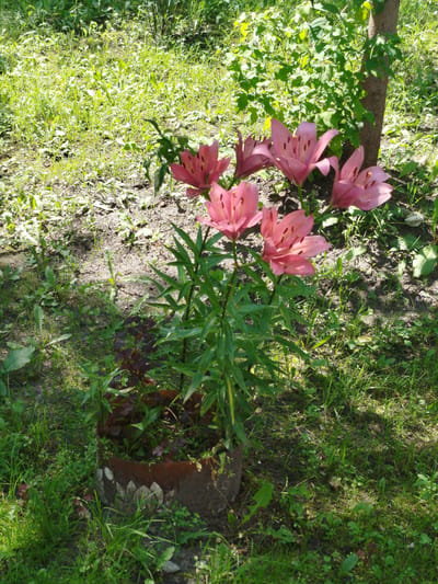 The image captures a cluster of vibrant pink lilies blooming in a garden setting. The lilies, with their distinct speckled petals, are the central focus, positioned in the foreground within a rustic, weathered pot. The pot has a decorative pattern around its rim. Lush green foliage surrounds the flowers, with some areas appearing sun-dappled, suggesting it is daytime. In the background, a young tree trunk stands to the right, partially obscured by dense green leaves. The ground is a mix of soil and grass, with fallen leaves scattered about. The overall scene depicts a tranquil, natural environment, likely a domestic garden. The specific location in Yalutorovsk, Russia is not discernible from the visual elements present in the image.