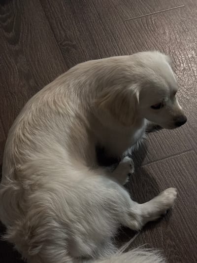 A medium shot shows a pale cream-colored dog curled up on a dark brown wooden floor. The dog's body forms a crescent shape, with its head resting on its paws and its gaze directed downwards and to the right. The dog's fur is long and appears soft. The wooden floor has a visible grain pattern and is laid in planks. The lighting suggests an indoor setting, likely a room in Novaya Usman, Russia. There are no other subjects or objects visible in the frame.