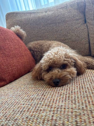 A toy poodle lies on a textured couch with an orange pillow to its left. The dog is facing the camera with its head resting on the couch. The couch has a woven pattern of brown, orange, and cream threads. The background shows a blurred window with sheer curtains. The scene is indoors and appears to be in a residential setting. No specific location in Sanxenxo, Spain can be determined from the image.