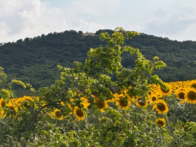An outdoor, eye-level, medium shot captures a dense, green hillside in the background, topped by a clear sky with scattered clouds. In the mid-ground, a vibrant field of sunflowers stretches across the frame, their bright yellow petals and dark centers facing forward. A few of the sunflowers are visible in the foreground, some slightly out of focus, amidst a profusion of green foliage. The image was taken in Medovo, Bulgaria, suggesting a rural or agricultural setting. No people or animals are visible in the scene.