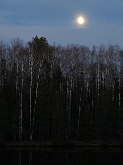 The image displays a serene night landscape at the edge of a body of water in Мишкино, Russia. The scene is bisected horizontally by a dense treeline, with a twilight sky above and a dark reflection below.
In the upper part of the frame, the sky transitions from a deep blue at the top to a lighter, almost ethereal grey-blue closer to the horizon. A prominent, intensely bright full moon, appearing as a glowing orb of white or pale yellow light, illuminates the left side of the sky. The sky appears clear, with no visible clouds obscuring the moon or background.
Stretching across the middle of the image is a dense and dark treeline. It consists of numerous tall, slender trees, many of which appear to be deciduous, likely birches, with their characteristic light-colored, almost white trunks and a fine network of bare branches visible against the sky. Interspersed among these are darker, more solid forms, suggesting evergreen conifer trees. The trees are largely silhouetted, but the details of their branches are subtly highlighted by the ambient light.
The lower portion of the image reveals a still body of water, possibly a lake or a calm river, which flawlessly reflects the treeline above. The reflection is deep and shadowy, mirroring the intricate patterns of the bare branches and the darker masses of the conifer trees, albeit with slightly less clarity and a darker tone than the actual trees. The calm surface of the water contributes to the overall tranquility and stillness of the scene.
The photograph captures a quiet moment during either dusk or nighttime, with the moon being the primary light source, creating a peaceful and contemplative natural setting. There are no people, animals, or visible text in the image.